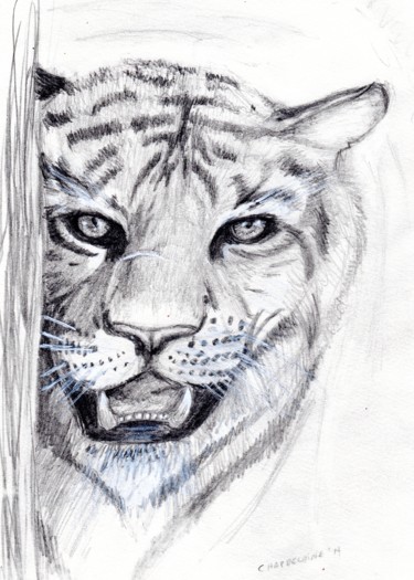 Dessin intitulée "tigre.jpg" par Sandra Chapdelaine, Œuvre d'art originale, Graphite