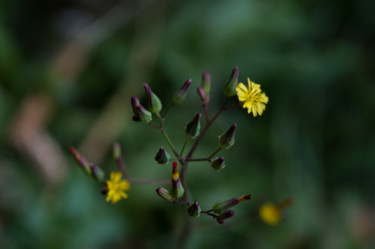 Fotografia intitulada "Flor amarela" por Sandra Diniz, Obras de arte originais