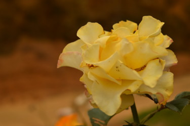Fotografía titulada "flor amarela" por Sandra Diniz, Obra de arte original, Fotografía digital
