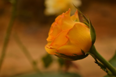 Fotografia intitolato "flor amarela e verde" da Sandra Diniz, Opera d'arte originale, Fotografia digitale