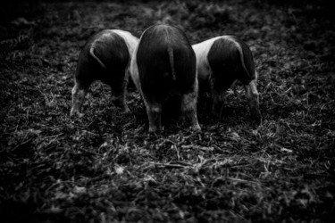 Photography titled "3 petits cochons" by Sandra Clément, Original Artwork, Digital Photography