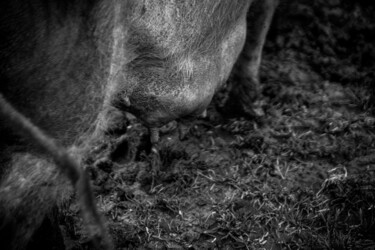 Photographie intitulée "Mamelles" par Sandra Clément, Œuvre d'art originale, Photographie numérique