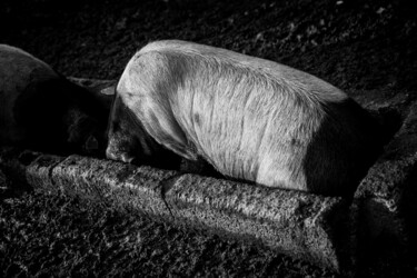 Photographie intitulée "Tête à tête" par Sandra Clément, Œuvre d'art originale, Photographie numérique