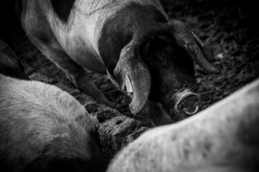 Fotografía titulada "Bouclé" por Sandra Clément, Obra de arte original, Fotografía digital