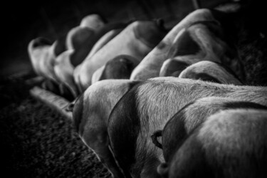 Photographie intitulée "Floutés" par Sandra Clément, Œuvre d'art originale, Photographie numérique