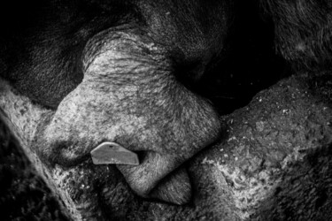Au carré Photographie intitulée "Au carré" par Sandra Clément, Œuvre d'art originale, Photographie numérique