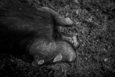 Photographie intitulée "Travolta" par Sandra Clément, Œuvre d'art originale, Photographie numérique