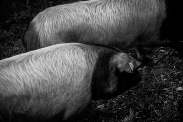 Fotografia zatytułowany „Chassé-croisé” autorstwa Sandra Clément, Oryginalna praca, Fotografia cyfrowa