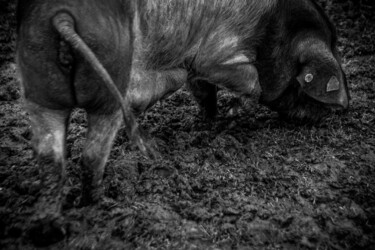 "Queue nature" başlıklı Fotoğraf Sandra Clément tarafından, Orijinal sanat, Dijital Fotoğrafçılık