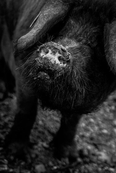 Photographie intitulée "Hirsute" par Sandra Clément, Œuvre d'art originale, Photographie numérique