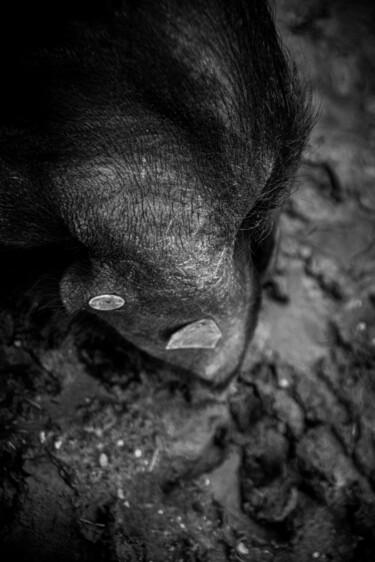 Photographie intitulée "Révérence" par Sandra Clément, Œuvre d'art originale, Photographie numérique