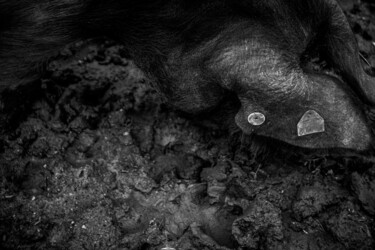 Fotografia intitolato "Terre de cochon" da Sandra Clément, Opera d'arte originale, Fotografia digitale