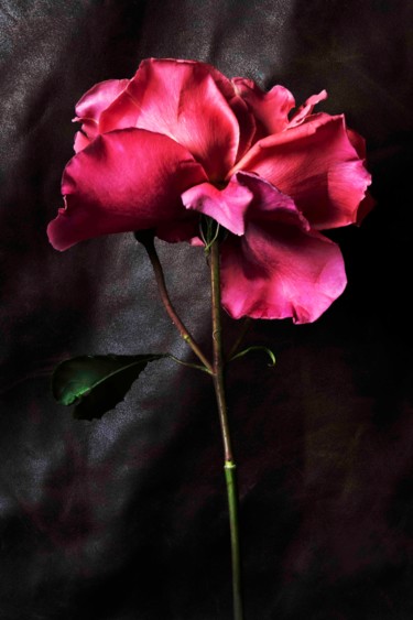 Photographie intitulée "Rose" par Sandra Platas Hernández, Œuvre d'art originale, Photographie numérique