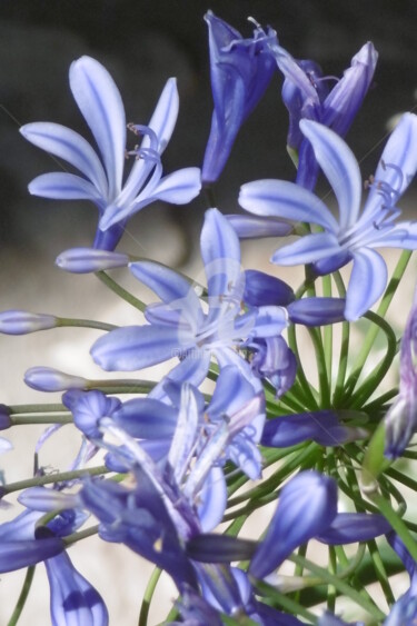 Photographie intitulée "La fleur Agapanthe" par Sandrine N., Œuvre d'art originale, Photographie numérique