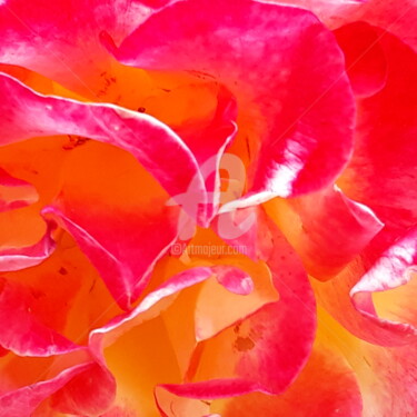 Photographie intitulée "Rose orangé" par Sandrine N., Œuvre d'art originale, Photographie numérique