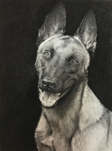 Drawing titled "Malinois" by Sandrine Saloni, Original Artwork, Graphite