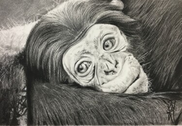 Dibujo titulada "Chimpanzé" por Sandrine Saloni, Obra de arte original, Grafito