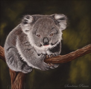 Rysunek zatytułowany „Koala, pastel sec” autorstwa Sandrine Puisais, Oryginalna praca, Pastel