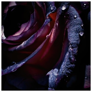 Digital Arts titled "Rosa #5345" by Sandro, Original Artwork, Manipulated Photography