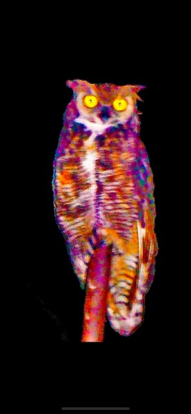 Fotografía titulada "Owl" por Sandy Weiner, Obra de arte original, Fotografía digital