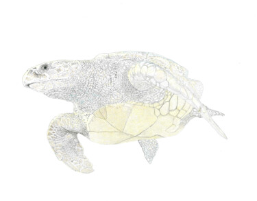 Dibujo titulada "Tortuga (Turtle)" por Santiago Restrepo, Obra de arte original, Tinta