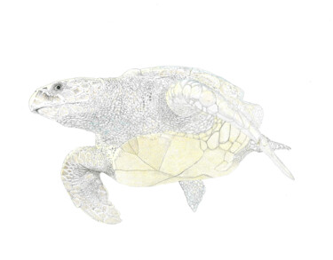 Disegno intitolato "Tortuga (Turtle)" da Santiago Restrepo, Opera d'arte originale, Inchiostro