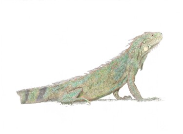 Drawing titled "Iguana II" by Santiago Restrepo, Original Artwork, Ink