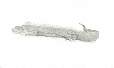 Dessin intitulée "White Iguana" par Santiago Restrepo, Œuvre d'art originale, Encre