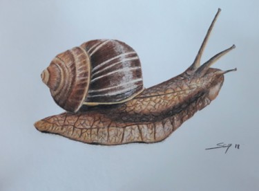 Pintura titulada "Snail" por São Vieira, Obra de arte original, Lápiz