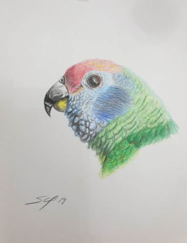 Painting titled "Parrot" by São Vieira, Original Artwork, Pencil
