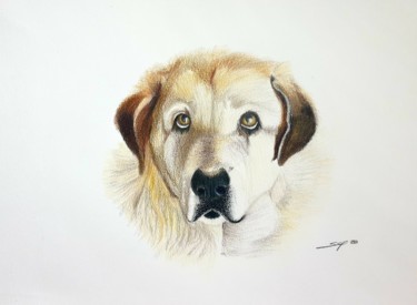 Peinture intitulée "Old dog" par São Vieira, Œuvre d'art originale, Crayon