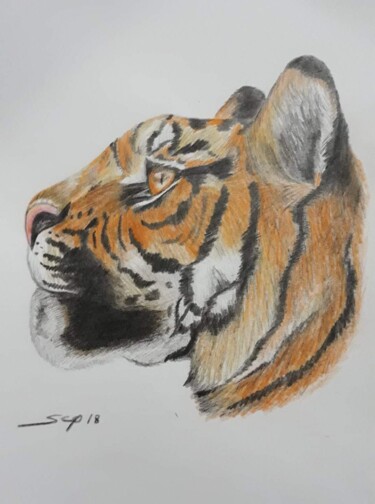 Peinture intitulée "Tigre2" par São Vieira, Œuvre d'art originale, Crayon