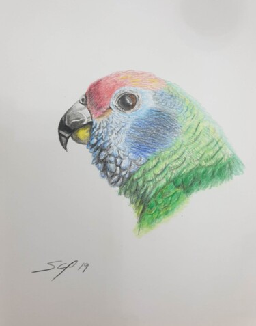 Peinture intitulée "Parrot" par São Vieira, Œuvre d'art originale, Crayon