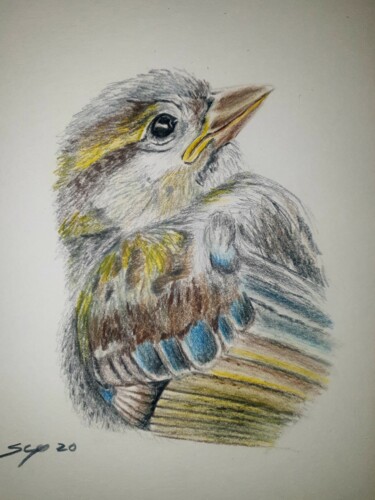 Картина под названием "Little bird" - São Vieira, Подлинное произведение искусства, Карандаш