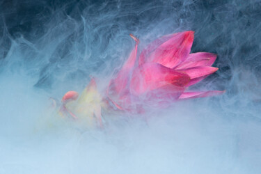 Фотография под названием "Ephemeral Flowers #7" - Sara Gentilini, Подлинное произведение искусства, Цифровая фотография
