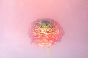 Фотография под названием "Ephemeral Flowers #…" - Sara Gentilini, Подлинное произведение искусства, Цифровая фотография