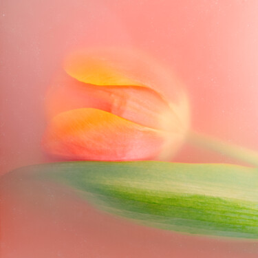 Fotografia intitolato "Ephemeral Flowers #…" da Sara Gentilini, Opera d'arte originale, Fotografia digitale