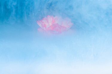 "Ephemeral Flowers #…" başlıklı Fotoğraf Sara Gentilini tarafından, Orijinal sanat, Dijital Fotoğrafçılık