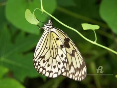 Fotografia zatytułowany „Papillon suspendu” autorstwa Sarah Leseigneur, Oryginalna praca, Fotografia cyfrowa