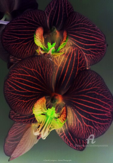 Fotografie getiteld "Orchidaceae Phalaen…" door Sarah Leseigneur, Origineel Kunstwerk, Gemanipuleerde fotografie