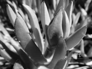 Photographie intitulée "Carpobrotus" par Sarah Leseigneur, Œuvre d'art originale, Photographie numérique