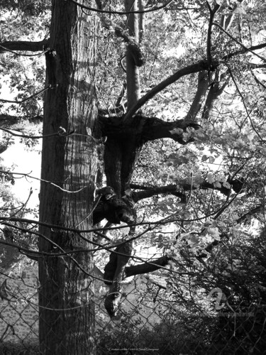 "Créature cachée" başlıklı Fotoğraf Sarah Leseigneur tarafından, Orijinal sanat, Dijital Fotoğrafçılık