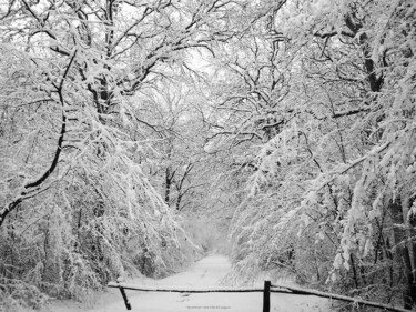 Photographie intitulée "Secret forest" par Sarah Leseigneur, Œuvre d'art originale, Photographie numérique