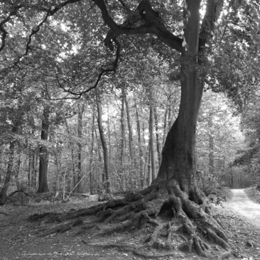 Photographie intitulée "Les Racines de la d…" par Sarah Leseigneur, Œuvre d'art originale, Photographie numérique