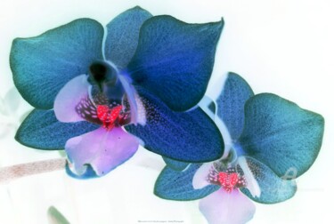 Fotografia zatytułowany „Blue scent” autorstwa Sarah Leseigneur, Oryginalna praca, Fotografia cyfrowa