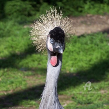 Fotografia zatytułowany „You talking to me?!” autorstwa Sarah Leseigneur, Oryginalna praca, Fotografia cyfrowa