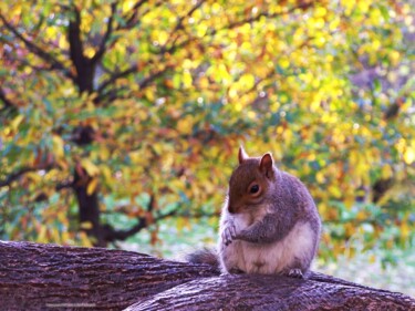 Фотография под названием "Saint-James Park" - Sarah Leseigneur, Подлинное произведение искусства, Цифровая фотография