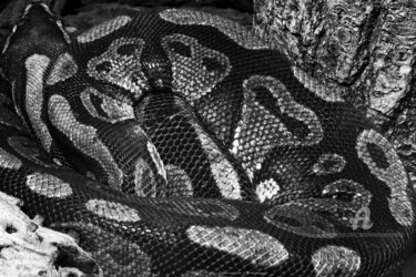 Photography titled "Python roral" by Sarah Leseigneur, Original Artwork, Digital Photography