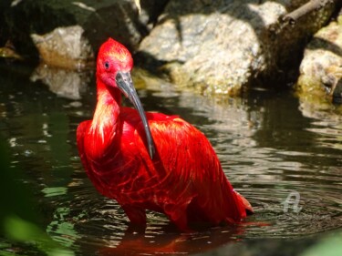 Photography titled "Ibis rouge" by Sarah Leseigneur, Original Artwork, Digital Photography