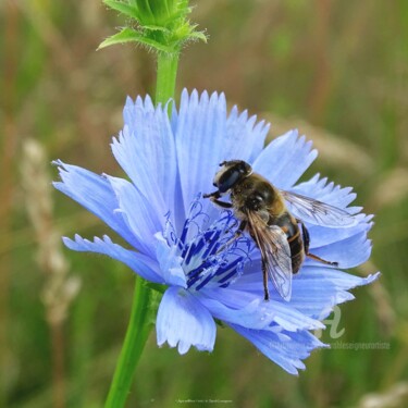 Photography titled "Apis mellifera" by Sarah Leseigneur, Original Artwork, Digital Photography